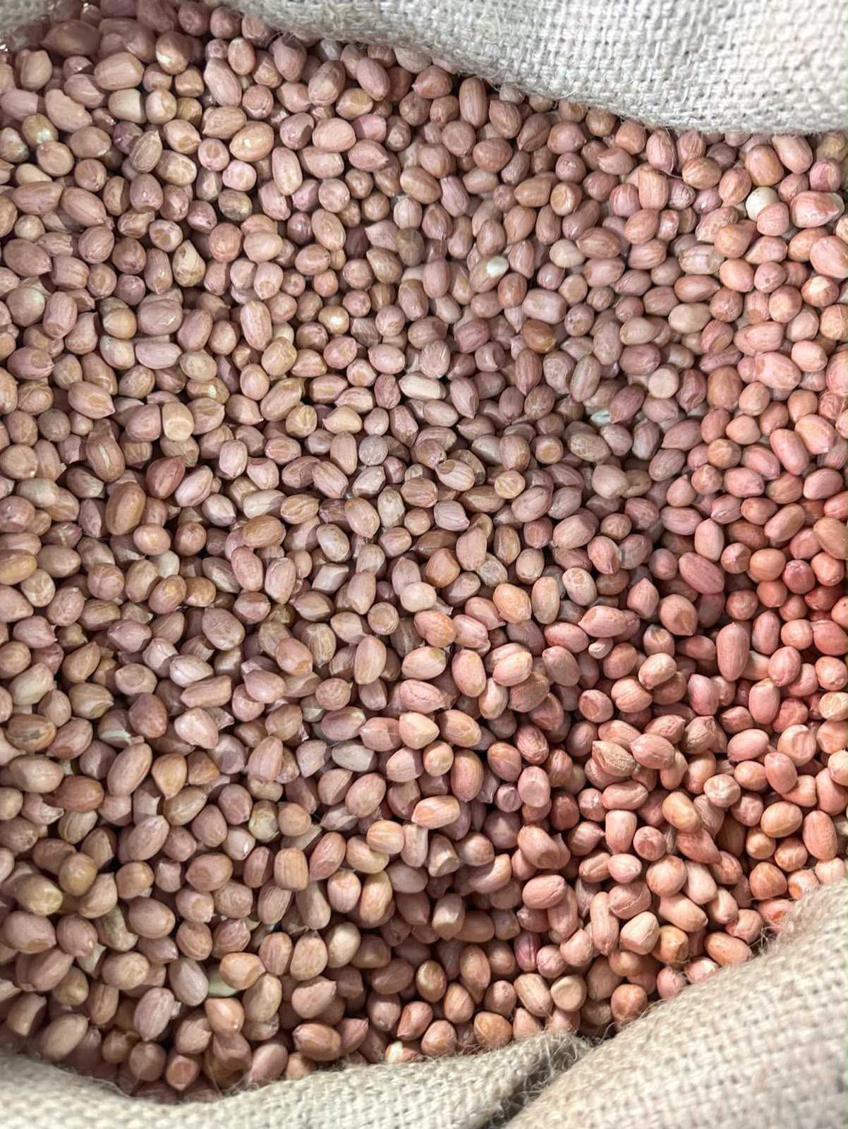 Groundnuts in a jute sack